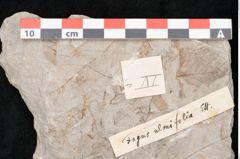 Foto (Objekt + Etikett) von Fagus ulmifolia Ettingshausen (NHMW-GEO-2024-0188-10135)